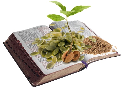 THE WORD OF GOD IS LIKE A SEED